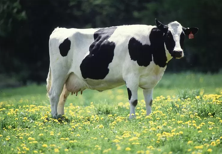 Cows