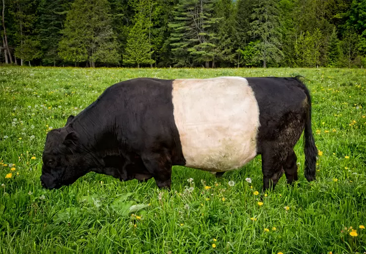 Belted Galloway