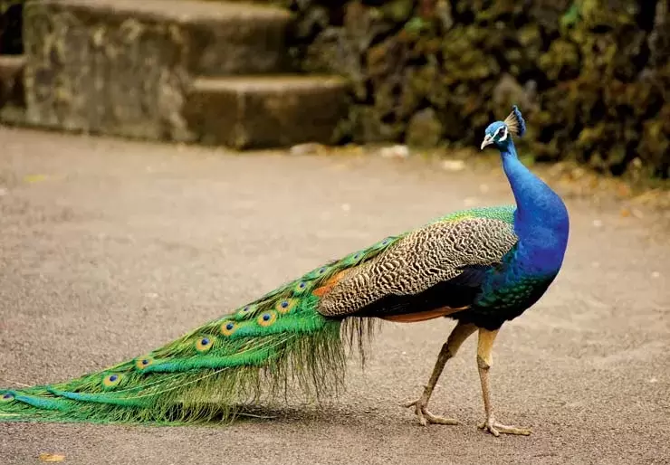 Peacocks