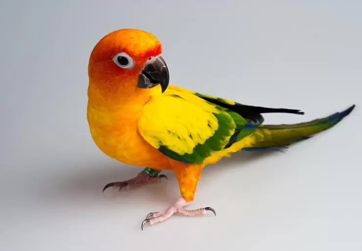 Sun Conures