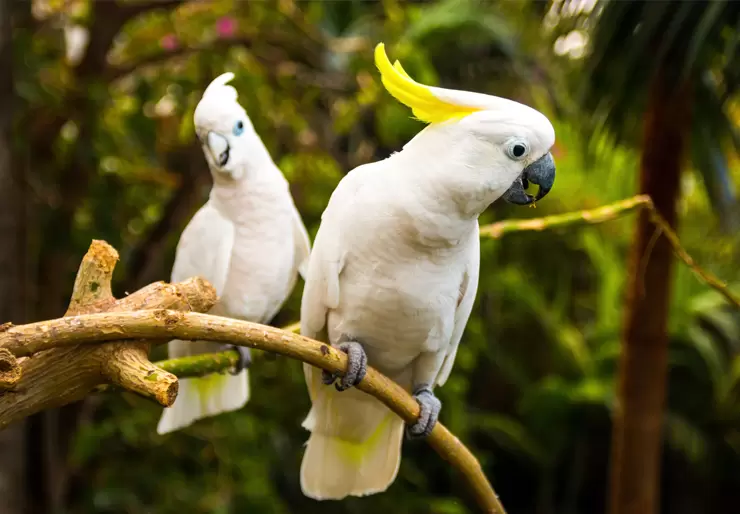 Cockatoos Parrot