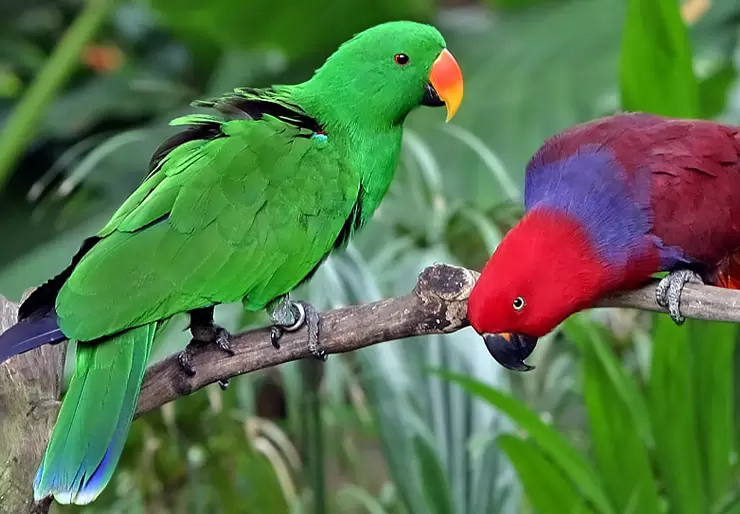 Eclectus Parrot